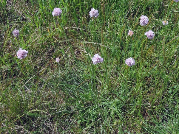 Armeria maritima
Thrift, Pink Thrift (Eng) Engels Gras (Ned) Strand-Grasnelke (Ger)
Trefwoorden: Plant;Plumbaginaceae;Bloem;roze