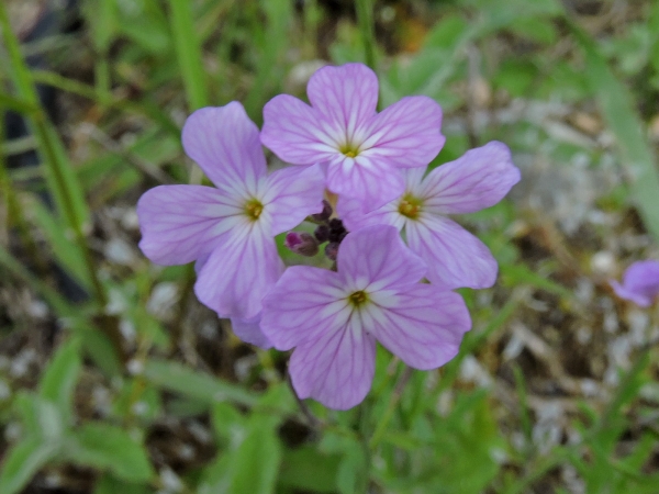 Malcolmia graeca
Trefwoorden: Plant;Brassicaceae;Bloem;roze