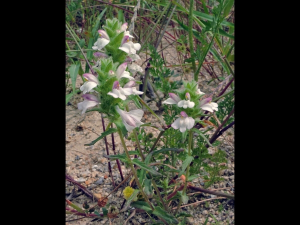 Bellardia trixago
Mediterranean Lineseed, Trixago Bartsia (Eng) Bunte Bellardie (Ger)
Trefwoorden: Plant;Orobanchaceae;Bloem;wit;roze