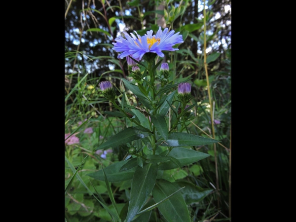 Symphyotrichum; S. novi-belgii
New York Aster (Eng) Nieuw-Nederlandse Aster (Ned) Glattblatt-Aster (Ger)
Trefwoorden: Plant;Asteraceae;Bloem;blauw