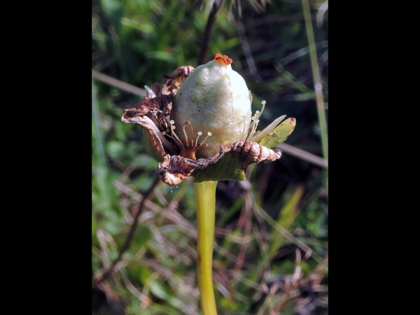 Parnassia palustris
Grass-of-Parnassus, Bog Star (Eng) Parnassia (Ned) Studentenröschen, Sumpfparnassie (Ger) - beginning fruit
Trefwoorden: Plant;Celastraceae;vrucht