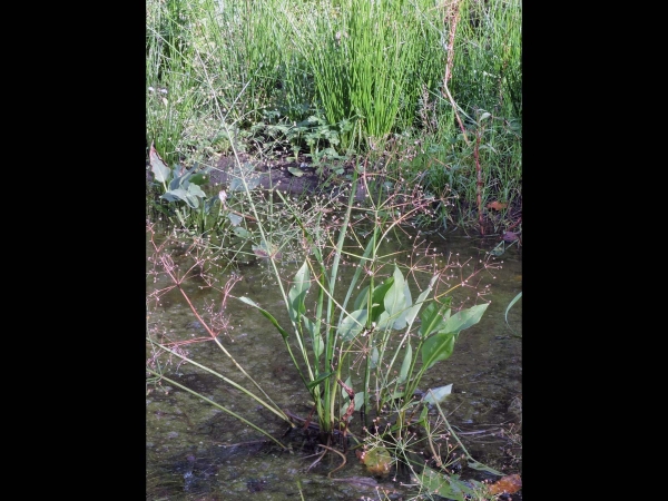 Alisma plantago-aquatica
European Water-plantain (Eng) Grote Waterweegbree (Ned) Gewöhnlicher Froschlöffel (Ger)
Trefwoorden: Plant;Alismataceae;Bloem;wit;waterplant