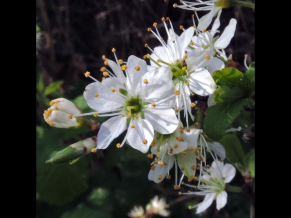 Prunus spinosa
Blackthorn, Sloe (Eng) Sleedoorn (Ned) Schlehdorn (Ger)
Trefwoorden: Plant;Boom;Rosaceae;Bloem;wit