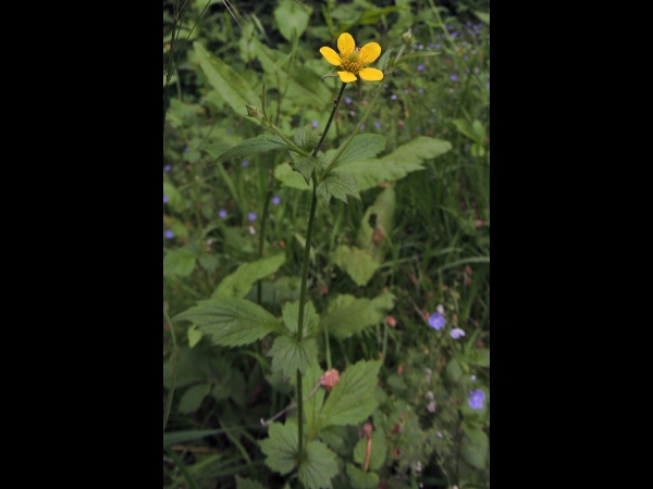 Geum urbanum
Wood Avens (Eng) Geel Nagelkruid (Ned) Echte Nelkenwurz (Ger)
Trefwoorden: Plant;Rosaceae;Bloem;geel