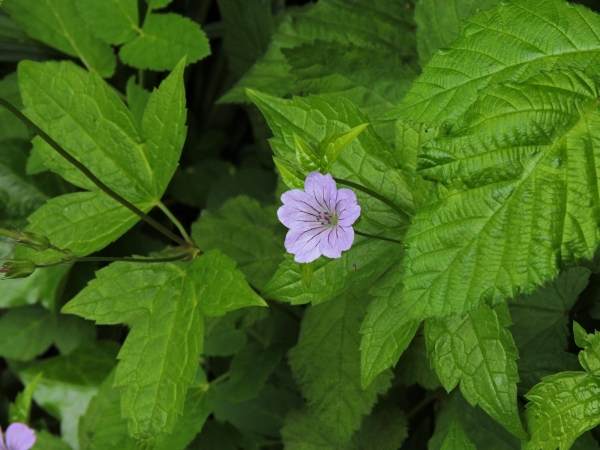 Geranium nodosum
Knotted Crane's-bill (Eng) Knopige Ooievaarsbek (Ned) Knotiger Storchschnabel (Ger)
Trefwoorden: Plant;Geraniaceae;Bloem;roze