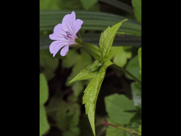 Geranium nodosum
Knotted Crane's-bill (Eng) Knopige Ooievaarsbek (Ned) Knotiger Storchschnabel (Ger)
Trefwoorden: Plant;Geraniaceae;Bloem;roze