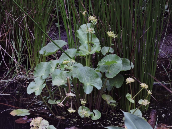 Caltha palustris
Kingcup, Marsh-marigold (Eng) Dotterbloem (Ned) Sumpfdotterblume (Ger) – Seed bearing
Trefwoorden: Plant;Ranunculaceae;vrucht