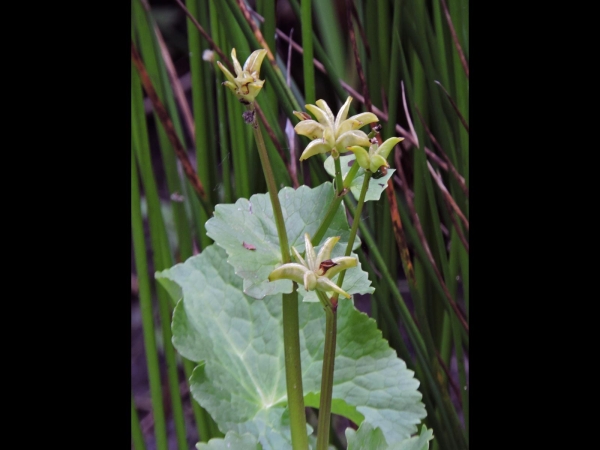 Caltha palustris palustris
Kingcup, Marsh-marigold (Eng) Gewone Dotterbloem (Ned) Sumpfdotterblume (Ger) – Seed bearing
Trefwoorden: Plant;Ranunculaceae;vrucht