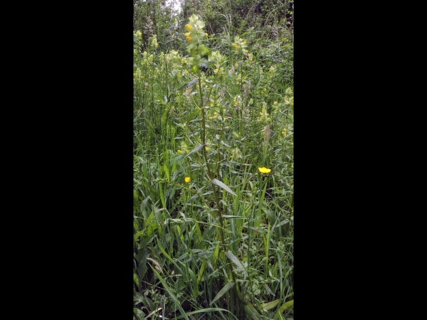 Rhinanthus angustifolius
Greater Yellow-rattle, Narrow-leaved Rattle (Eng) Grote Ratelaar (Ned) Großer Klappertopf (Ger)
Trefwoorden: Plant;Orobanchaceae;Bloem;geel