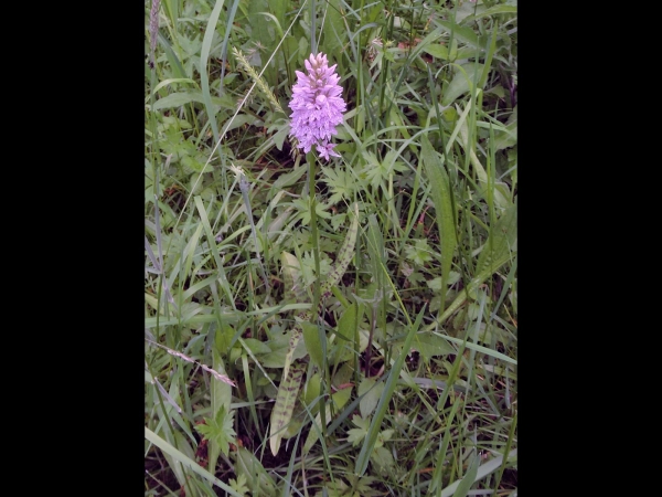 Dactylorhiza; D. maculata
Heath Spotted Orchid (Eng) Gevlekte Orchis (Ned) Gefleckte Knabenkraut (Ger)
Trefwoorden: Plant;Orchidaceae;Bloem;roze