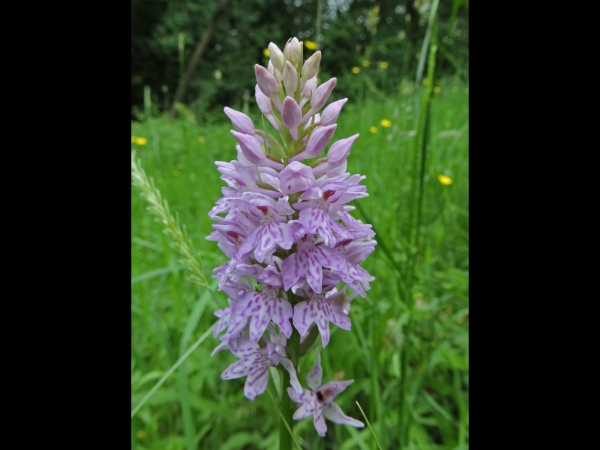 Dactylorhiza; D. maculata
Heath Spotted Orchid (Eng) Gevlekte Orchis (Ned) Gefleckte Knabenkraut (Ger)
Trefwoorden: Plant;Orchidaceae;Bloem;roze