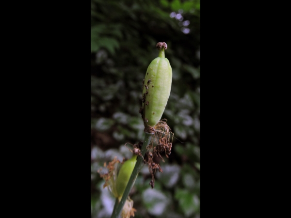 Papaver cambricum
Welsh Poppy (Eng) Schijnpapaver (Ned) Wald-Scheinmohn (Ger) - seedbox
Trefwoorden: Plant;Papaveraceae;Bloem;geel;vrucht
