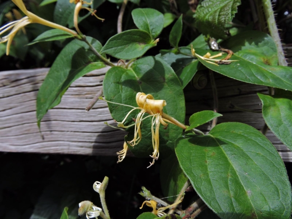 Lonicera japonica
Japanese Honeysuckle, Golden-and-silver Honeysuckle (Eng) Japanse kamperfoelie (Ned) Japanisches Geißblatt (Ger)
Trefwoorden: Plant;Caprifoliaceae;Bloem;geel;wit