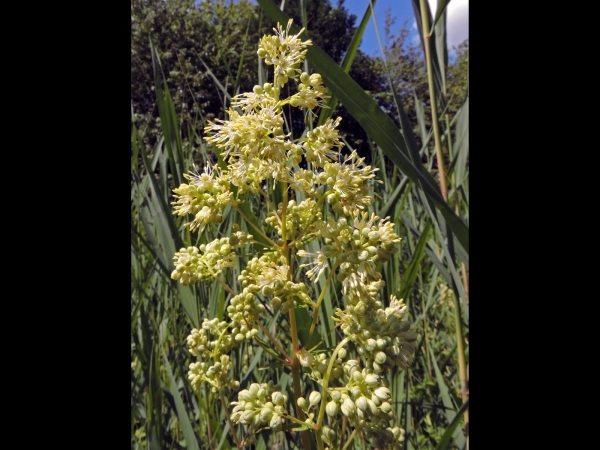 Thalictrum flavum
Common Meadow-rue, Yellow Meadow-rue (Eng) Poelruit (Ned) Gelbe Wiesenraute (Ger)
Trefwoorden: Plant;Ranunculaceae;Bloem;geel