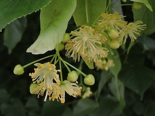 Tilia cordata
Small-leaved Lime. Small-leaved Linden (Eng) Winterlinde (Ned) Winterlinde (Ger)
Trefwoorden: Plant;Boom;Malvaceae;Bloem;geel