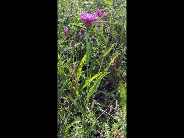 Centaurea jacea
Brown Knapweed (Eng) Knoopkruid (Ned) Wiesen-Flockenblume (Ger)
Trefwoorden: Plant;Asteraceae;Bloem;paars;roze