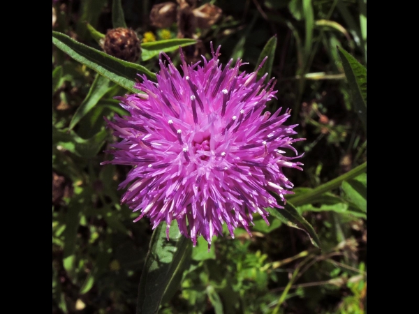 Centaurea jacea
Brown Knapweed (Eng) Knoopkruid (Ned) Wiesen-Flockenblume (Ger)
Trefwoorden: Plant;Asteraceae;Bloem;paars;roze