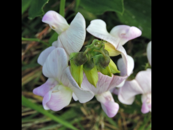 Lathyrus latifolius
Broad-leaved Everlasting-pea, Perennial Pea (Eng) Brede Lathyrus (Ned) Breitblättrige Platterbse (Ger)
Trefwoorden: Plant;Fabaceae;Bloem;roze;wit;klimplant