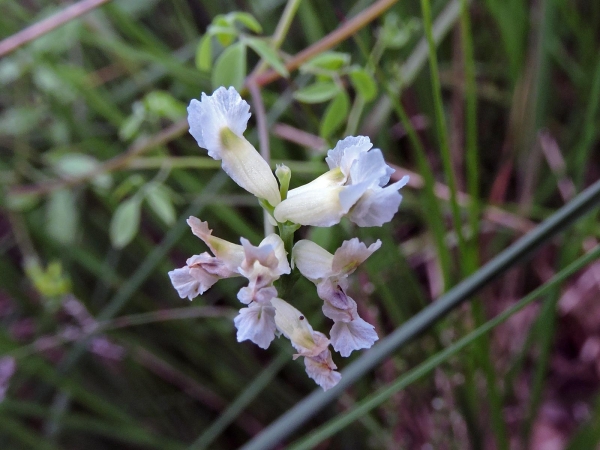 Ceratocapnos claviculata
Climbing Corydalis (Eng) Rankende Helmbloem (Ned) Rankender Lerchensporn (Ger)
Trefwoorden: Plant;Papaveraceae;Bloem;wit;geel;klimplant