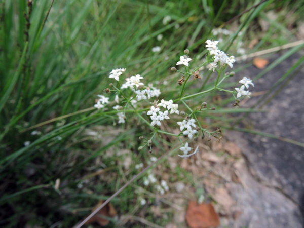 Galium saxatile
Heath Bedstraw (Eng) Liggend walstro (Ned) Harzlabkraut (Ger)
Trefwoorden: Plant;Rubiaceae;Bloem;wit