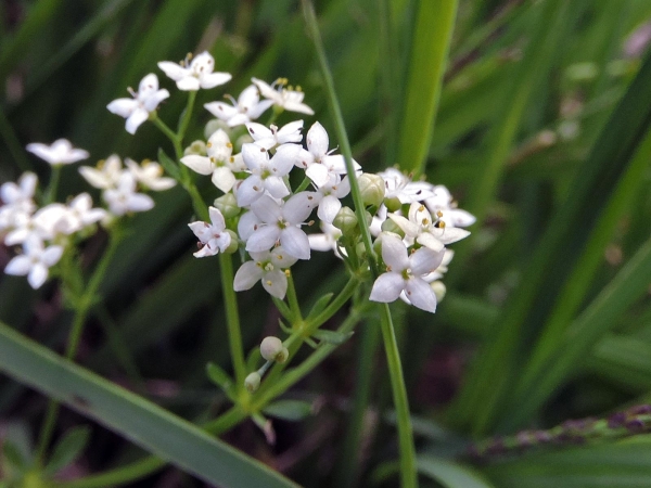 Galium saxatile
Heath Bedstraw (Eng) Liggend walstro (Ned) Harzlabkraut (Ger)
Trefwoorden: Plant;Rubiaceae;Bloem;wit