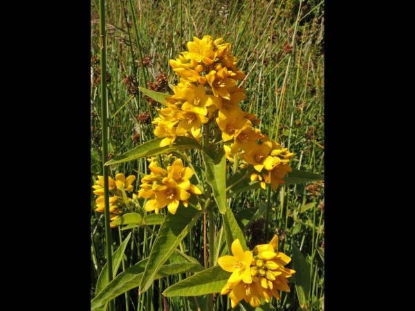 Lysimachia vulgaris
Yellow Loosestrife, Garden Loosestrife (Eng) Grote Wederik (Ned) Gewöhnlicher Gilbweiderich (Ger)
Trefwoorden: Plant;Primulaceae;Bloem;geel