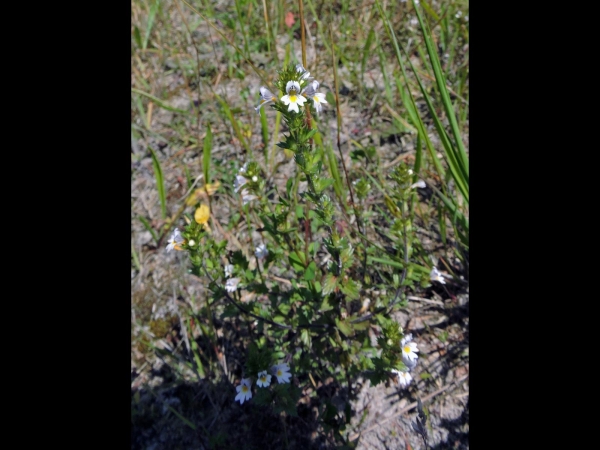 Euphrasia stricta
Drug Eyebright (Eng) Stijve Ogentroost (Ned) Steifer Augentrost (Ger)
Trefwoorden: Plant;Orobanchaceae;Bloem;wit;geel