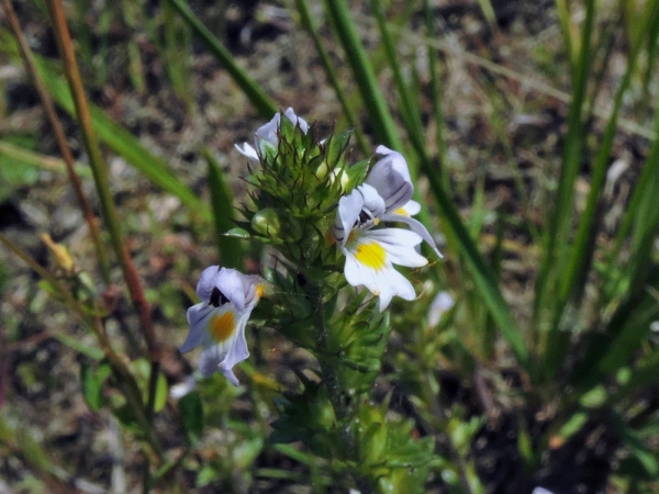 Euphrasia stricta
Drug Eyebright (Eng) Stijve Ogentroost (Ned) Steifer Augentrost (Ger)
Trefwoorden: Plant;Orobanchaceae;Bloem;wit;geel