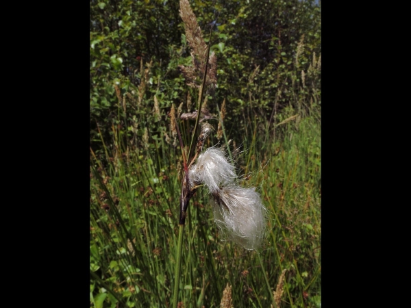 Eriophorum angustifolium
Common Cottongrass, Bog Cotton (Eng) Veenpluis (Ned) Schmalblättriges Wollgras (Ger)
Trefwoorden: Plant;Cyperaceae;vrucht