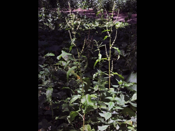 Rumex conglomeratus
Clustered Dock, Sharp Dock (Eng) Kluwenzuring (Ned) Knäuel-Ampfer (Ger)
Trefwoorden: Plant;Polygonaceae;Bloem;groen;onopvallend