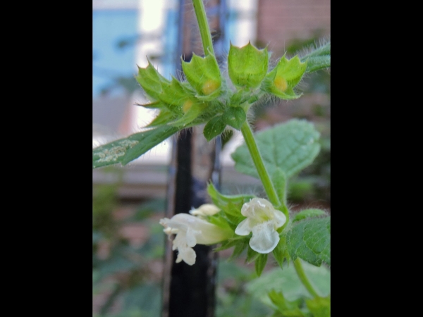 Melissa officinalis
Lemon Balm (Eng) Citroenmelisse (Ned) Zitronenmelisse (Ger)
Trefwoorden: Plant;Lamiaceae/Bloem;wit;roze