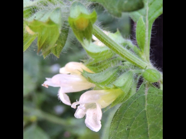 Melissa officinalis
Lemon Balm (Eng) Citroenmelisse (Ned) Zitronenmelisse (Ger)
Trefwoorden: Plant;Lamiaceae/Bloem;wit;roze