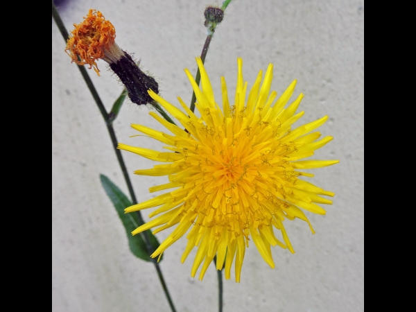 Sonchus arvensis
Field Milk Thistle, Perennial Sow-thistle (Eng) Akkermelkdistel (Ned) Acker-Gänsedistel (Ger)
Trefwoorden: Plant;Asteraceae;Bloem;geel