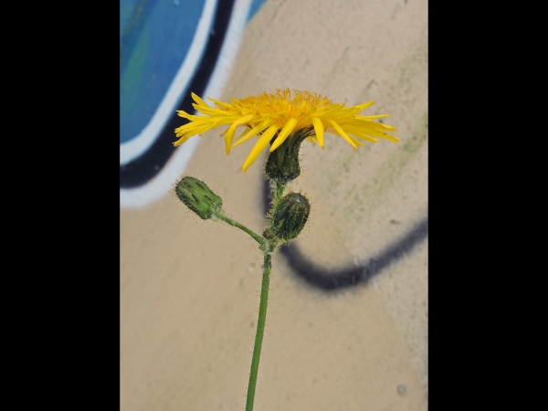 Sonchus arvensis
Field Milk Thistle, Perennial Sow-thistle (Eng) Akkermelkdistel (Ned) Acker-Gänsedistel (Ger)
Trefwoorden: Plant;Asteraceae;Bloem;geel