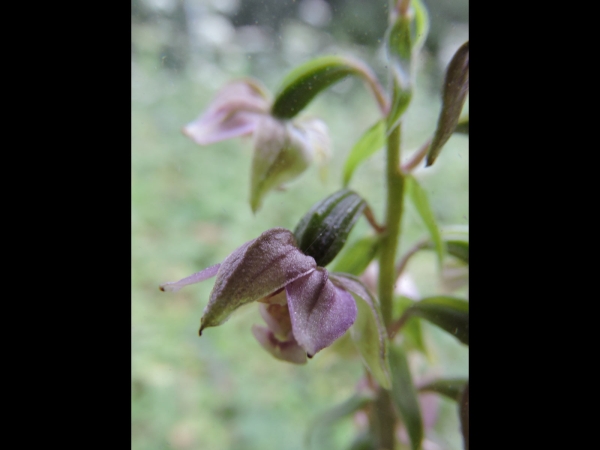 Epipactis helleborine
Broad-leaved Helleborine (Eng) Brede Wespenorchis (Ned) Breitblättrige Stendelwurz (Ger)
Trefwoorden: Plant;Orchidaceae;Bloem;bruin;roze