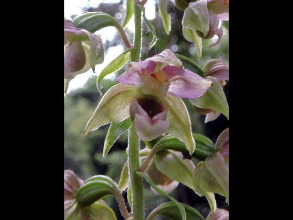 Epipactis helleborine
Broad-leaved Helleborine (Eng) Brede Wespenorchis (Ned) Breitblättrige Stendelwurz (Ger)
Trefwoorden: Plant;Orchidaceae;Bloem;bruin;roze