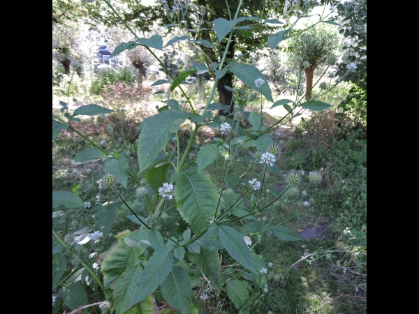 Dipsacus pilosus
Small Teasel (Eng) Kleine Kaardebol (Ned) Behaarte Karde (Ger)
Trefwoorden: Plant;Caprifoliaceae;Bloem;wit