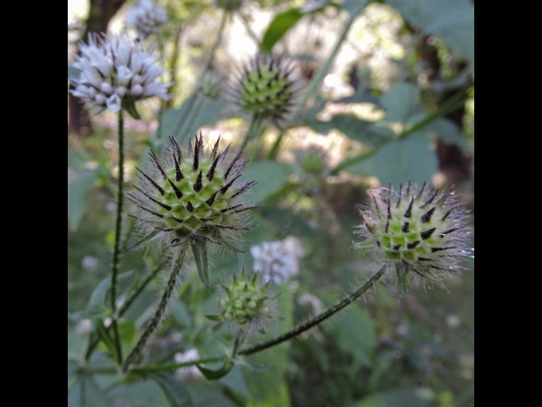 Dipsacus pilosus
Small Teasel (Eng) Kleine Kaardebol (Ned) Behaarte Karde (Ger) - fruit
Trefwoorden: Plant;Caprifoliaceae;Bloem;wit