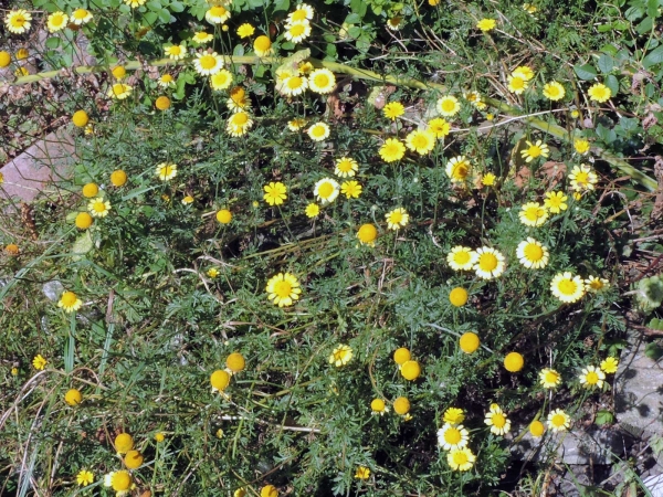 Cota tinctoria
Yellow Chamomile, Dyer's Chamomile (Eng) Gele Kamille (Ned) Färberkamille (Ger)
Trefwoorden: Plant;Asteraceae;Bloem;geel;tuinplant