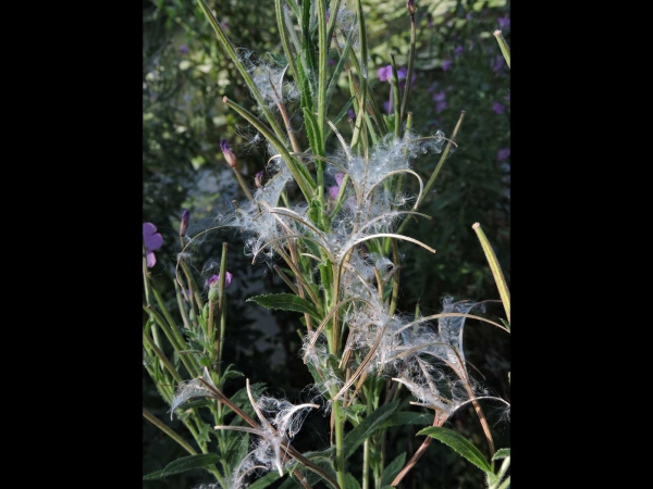 Epilobium hirsutum
Great Willowherb (Eng) Harig Wilgenroosje (Ned) Zottiges Weidenröschen (Ger) – Seed heads 
Trefwoorden: Plant;Onagraceae;vrucht