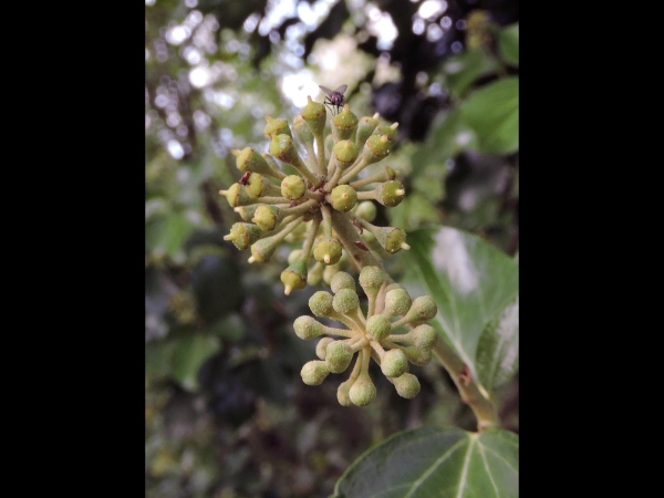 Hedera helix
Common Ivy, European Ivy (Eng) Klimop (Ned) Gemeiner Efeu (Ger)
Trefwoorden: Plant;Araliaceae;Bloem;groen;klimplant