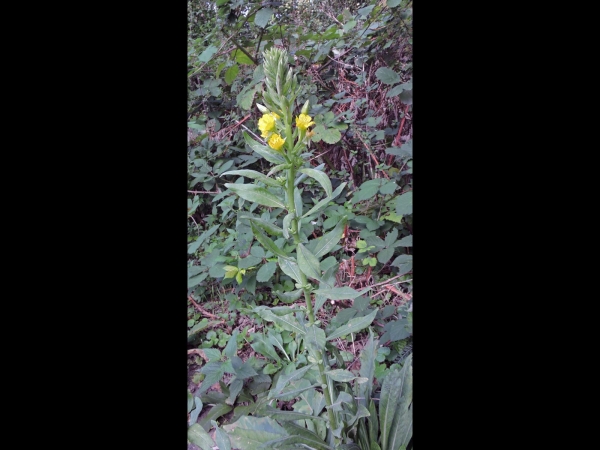 Oenothera biennis
Common Evening-primrose, Fever Plant (Eng) Middelste teunisbloem (Ned) Gemeine Nachtkerze (Ger)
Trefwoorden: Plant;Onagraceae;Bloem;geel