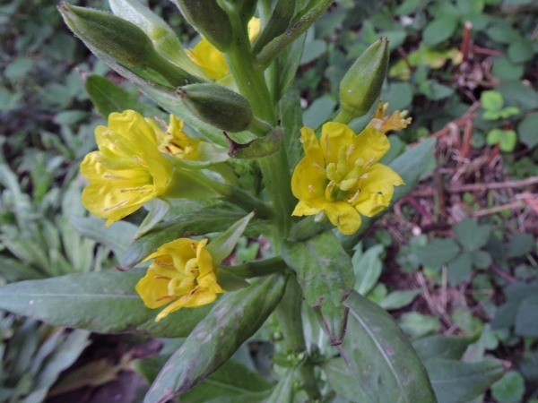 Oenothera biennis
Common Evening-primrose, Fever Plant (Eng) Middelste teunisbloem (Ned) Gemeine Nachtkerze (Ger)
Trefwoorden: Plant;Onagraceae;Bloem;geel