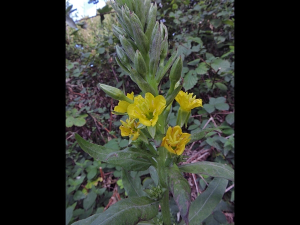 Oenothera biennis
Common Evening-primrose, Fever Plant (Eng) Middelste teunisbloem (Ned) Gemeine Nachtkerze (Ger)
Trefwoorden: Plant;Onagraceae;Bloem;geel