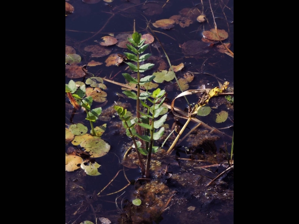 Berula erecta
Lesser Water-parsnip, Cutleaf Waterparsnip (Eng) Kleine watereppe (Ned) Schmalblättriger Merk (Ger)
Trefwoorden: Plant;Apiaceae;waterplant