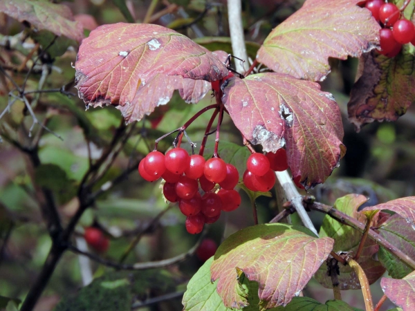 Viburnum opulus
Guelder-rose (Eng) Gelderse Roos (Ned) Gewöhnlicher Schneeball (Ger)
Trefwoorden: Plant;Adoxaceae;vrucht