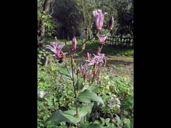 Tricyrtis hirta
Toad Lily, Hary Toad Lily (Eng) Paddenlelie, Armeluisorchidee (Ned) Japanische Krötenlilie (Ger)
Trefwoorden: Plant;Liliaceae;Bloem;wit;paars