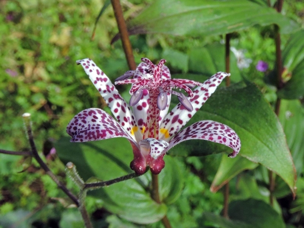 Tricyrtis hirta
Toad Lily, Hary Toad Lily (Eng) Paddenlelie, Armeluisorchidee (Ned) Japanische Krötenlilie (Ger)
Trefwoorden: Plant;Liliaceae;Bloem;wit;paars