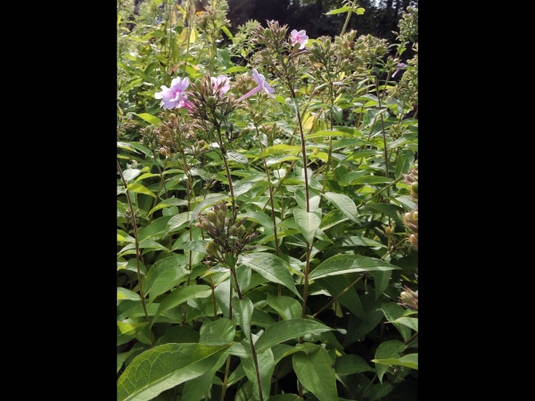 Phlox paniculata
Garden Phlox, Panicled Phlox (Eng) Vlambloem (Ned) Hoher Stauden-Phlox (Ger)
Trefwoorden: Plant;Polemoniaceae;Bloem;roze