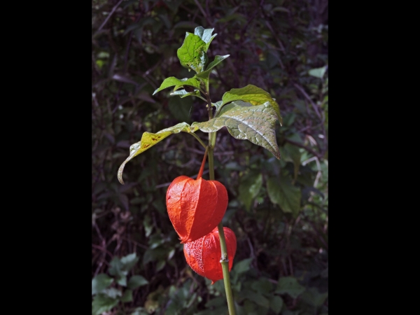 Alkekengi officinarum
Bladder Cherry, Chinese Lantern (Eng) Echte lampionplant (Ned) Lampionblume (Ger)
Trefwoorden: Plant;Solanaceae;vrucht